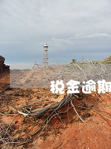 税金逾期查询