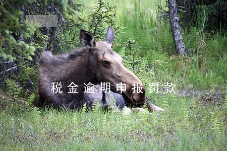 税金逾期申报罚款 税金逾期申报罚款