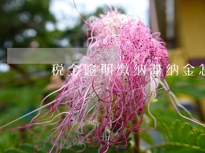 税金逾期缴纳滞纳金怎么算 税金逾期缴纳滞纳金怎么算
