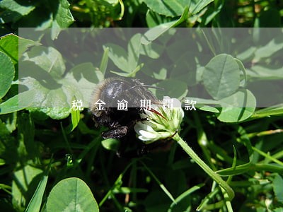 税金逾期罚款 税金逾期罚款