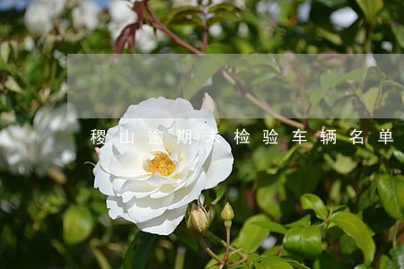 稷山逾期未检验车辆名单 稷山逾期未检验车辆名单