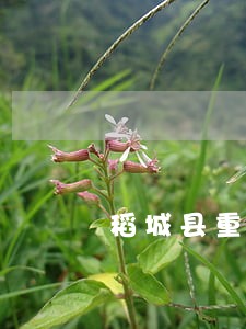稻城县重大过失诉讼律师 稻城县重大过失诉讼律师