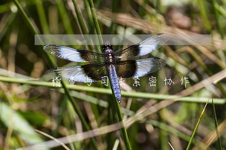 稽查与司法紧密协作 稽查与司法紧密协作