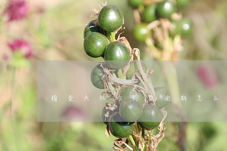 稽查大队的罚款逾期怎么办 稽查大队的罚款逾期怎么办
