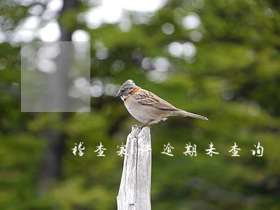 稽查案件逾期未查询 稽查案件逾期未查询
