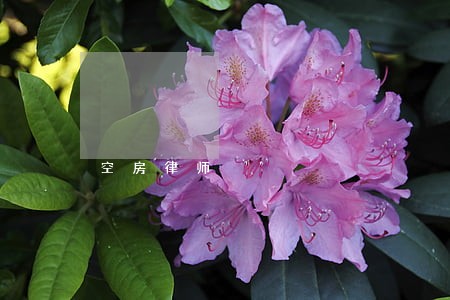 空房律师 空房律师