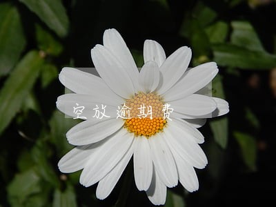 空放逾期费