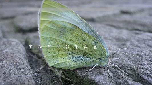 穿山甲入药是否违法 穿山甲入药是否违法