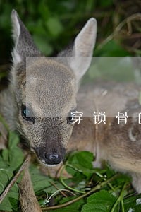 穿锁骨的刑法