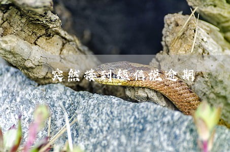 突然接到短信说逾期 突然接到短信说逾期