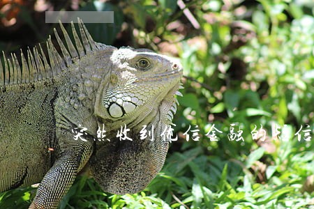 突然收到优信金融的短信说我逾期 突然收到优信金融的短信说我逾期