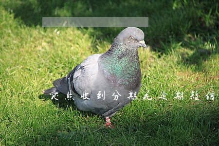 突然收到分期花逾期短信 突然收到分期花逾期短信