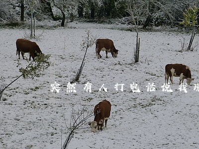 突然有人打电话说我现金贷逾期