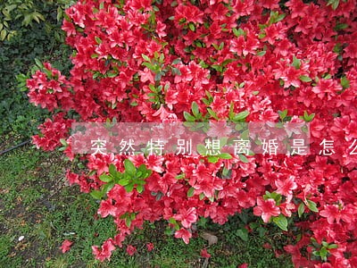 突然特别想离婚是怎么了 突然特别想离婚是怎么了