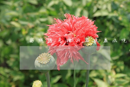 窃贼随身携凶器夜盗法院脚手架 窃贼随身携凶器夜盗法院脚手架