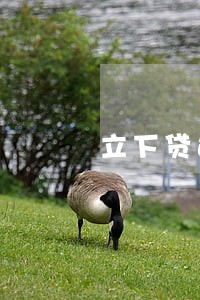 立下贷还没逾期就催收 立下贷还没逾期就催收