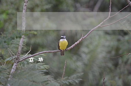 立功 立功