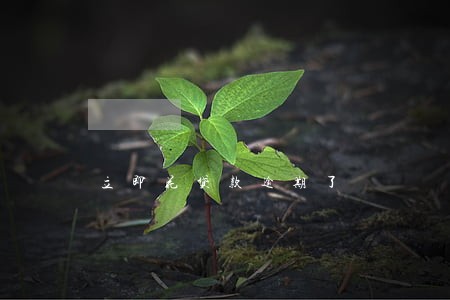 立即花贷款逾期了 立即花贷款逾期了
