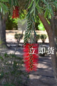 立即货逾期一天会有影响吗 立即货逾期一天会有影响吗
