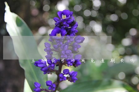 立即贷可以减免逾期费吗 立即贷可以减免逾期费吗
