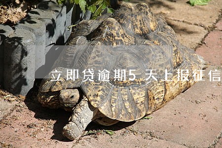 立即贷逾期5天上报征信 立即贷逾期5天上报征信