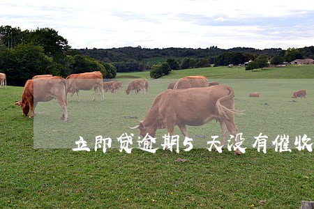 立即贷逾期5天没有催收 立即贷逾期5天没有催收