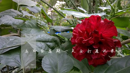 立即贷逾期一天会打通讯录吗 立即贷逾期一天会打通讯录吗