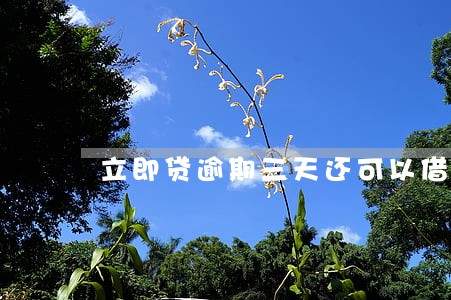 立即贷逾期三天还可以借吗 立即贷逾期三天还可以借吗