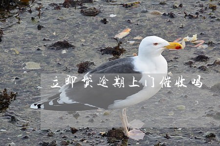 立即贷逾期上门催收吗 立即贷逾期上门催收吗