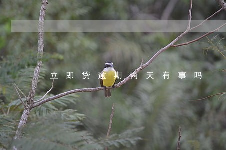 立即贷逾期两天有事吗 立即贷逾期两天有事吗