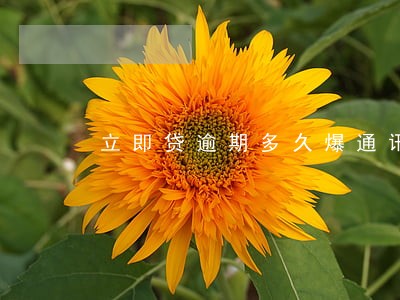 立即贷逾期多久爆通讯录 立即贷逾期多久爆通讯录