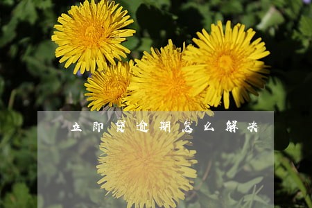 立即贷逾期怎么解决 立即贷逾期怎么解决