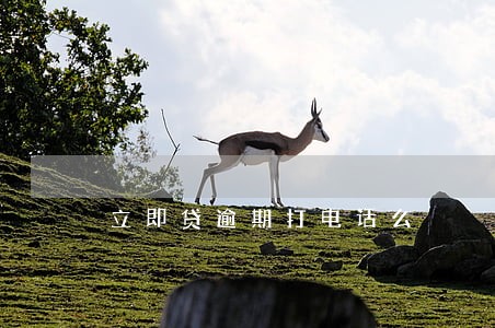 立即贷逾期打电话么 立即贷逾期打电话么