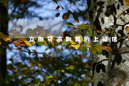 立即贷逾期真的上征信 立即贷逾期真的上征信