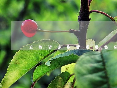 立即贷逾期管理费合法吗