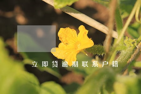 立即贷逾期联系户籍 立即贷逾期联系户籍