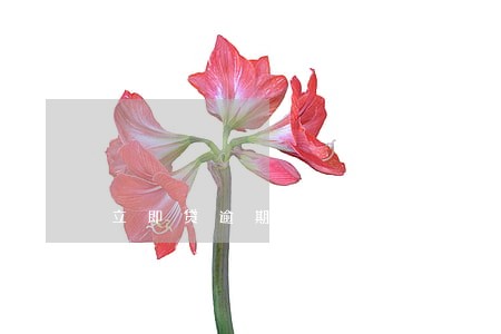 立即贷逾期诉讼组 立即贷逾期诉讼组