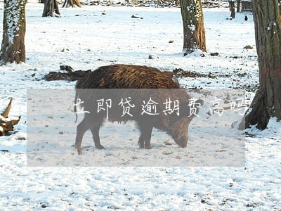 立即贷逾期费高吗 立即贷逾期费高吗