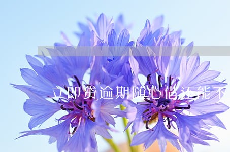 立即贷逾期随心借还能下款吗 立即贷逾期随心借还能下款吗