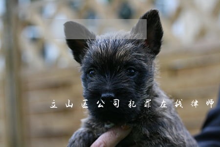 立山区公司犯罪在线律师 立山区公司犯罪在线律师