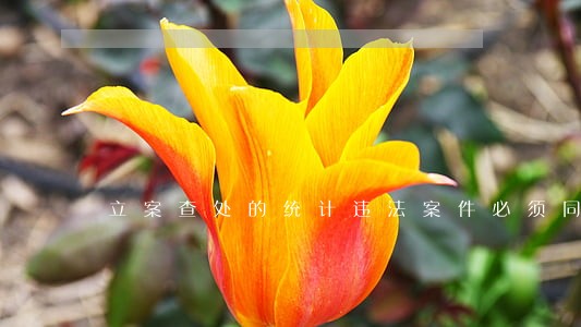 立案查处的统计违法案件必须同时