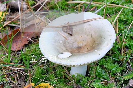 立法和 立法和