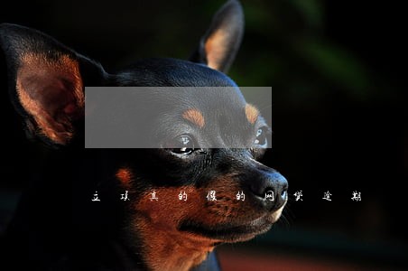 立项真的假的网贷逾期 立项真的假的网贷逾期