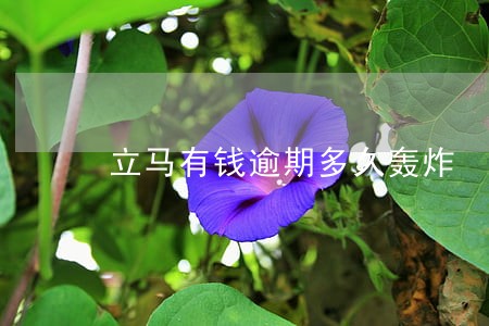 立马有钱逾期多久轰炸 立马有钱逾期多久轰炸