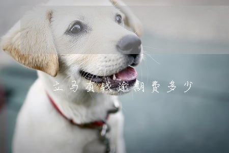 立马有钱逾期费多少 立马有钱逾期费多少