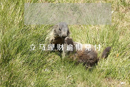 立马理财逾期兑付 立马理财逾期兑付