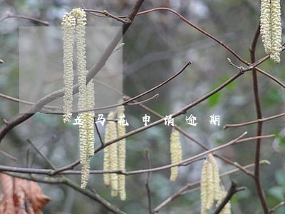 立马花申请逾期 立马花申请逾期