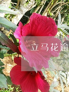 立马花逾期当天爆通讯录 立马花逾期当天爆通讯录