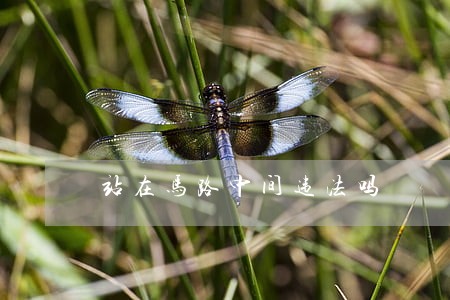 站在马路中间违法吗