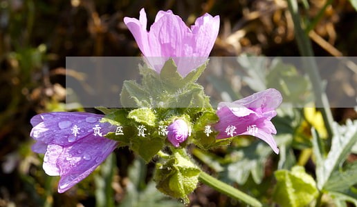 章贡区资深刑事律师